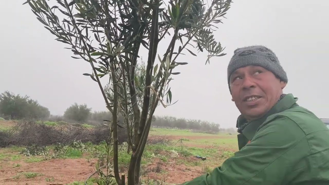 من التكوين العشوائي إلى التكوين العلمي: برنامج تكميلي لإنقاذ أشجار الزيتون  منطقة قلعة السراغنة