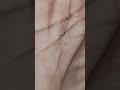 কখন আপনি অর্থ উপার্জন করবেন#viral #viralvideos #viralreels #palmistry #bangla #vlog