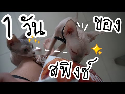 Ep.74 🐈[Vlog] 1 วันของแมว(สฟิงซ์) ทำอะไรบ้าง?