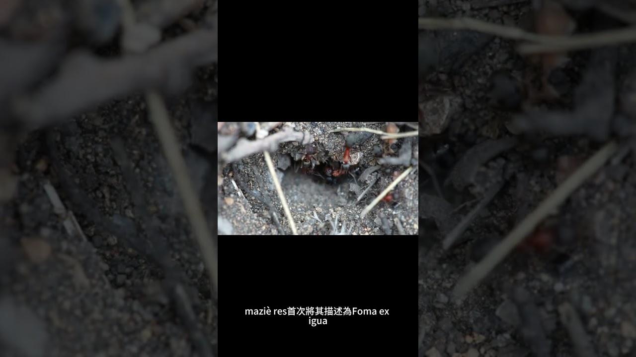 Didymeridae 科 Boeremia 真菌屬的模式種是什麼？ 