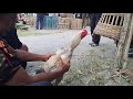 karena bu !!! ayam bangkok pakhoy line krurun ganteng warna unik klawu anoman dilelang 200k !!!