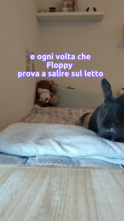 1 DICEMBRE 2022 ⛄Una curiosità su Sbammina the bunny 🐰