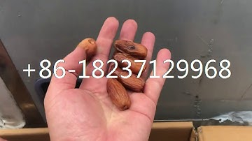 automatic Arabian red jujube olive date seed pit kernel separator extracting removing machine