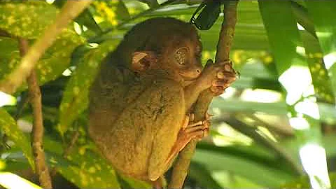 Philippine TARSIER : 5 Amazing Monkey Facts