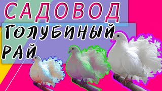 РЫНОК САДОВОД ГОЛУБИНЫЙ РАЙ | ЦЕНЫ | ГОЛУБИ РЫНОК САДОВОД ГОЛУБИНЫЙ РАЙ | ЦЕНЫ | ГОЛУБИ