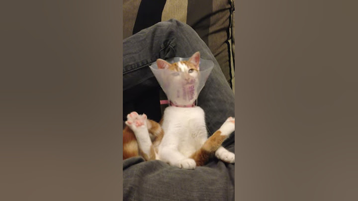 Kitten Wearing a Cone Attempts to Bath Itself || ViralHog