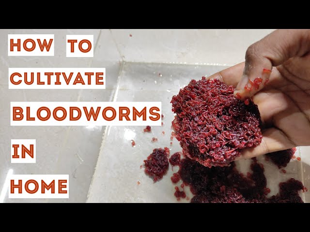 Ultimate Guide to Culturing and Harvesting Nutritious Bloodworms at Home!  #bloodwormculture 