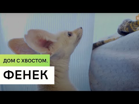 Фенек \ Содержание экзотических животных дома \Дом с хвостом