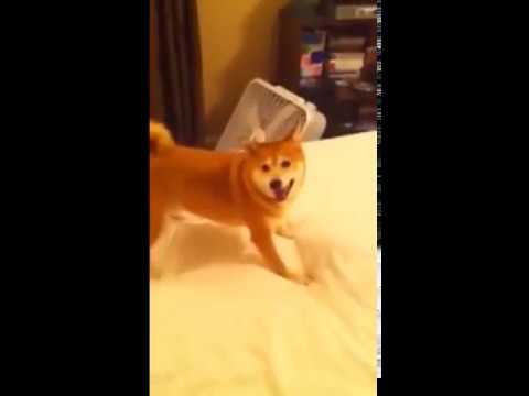 Frantic Shiba