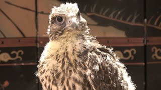 Falconry: Raising an imprint part 3