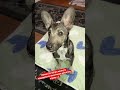 Підтримати на PayPal: oksi83372@gmail.com helpdogs#dogrescue#animalrescue#savedogs#streetdogs