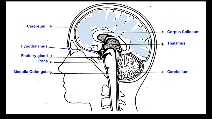 Biology 30 Parts of the Brain - DayDayNews