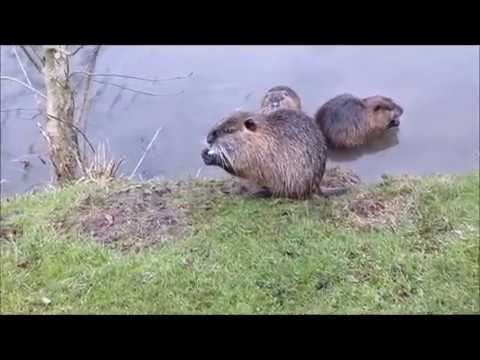 LES ANIMAUX DU MONDE 5