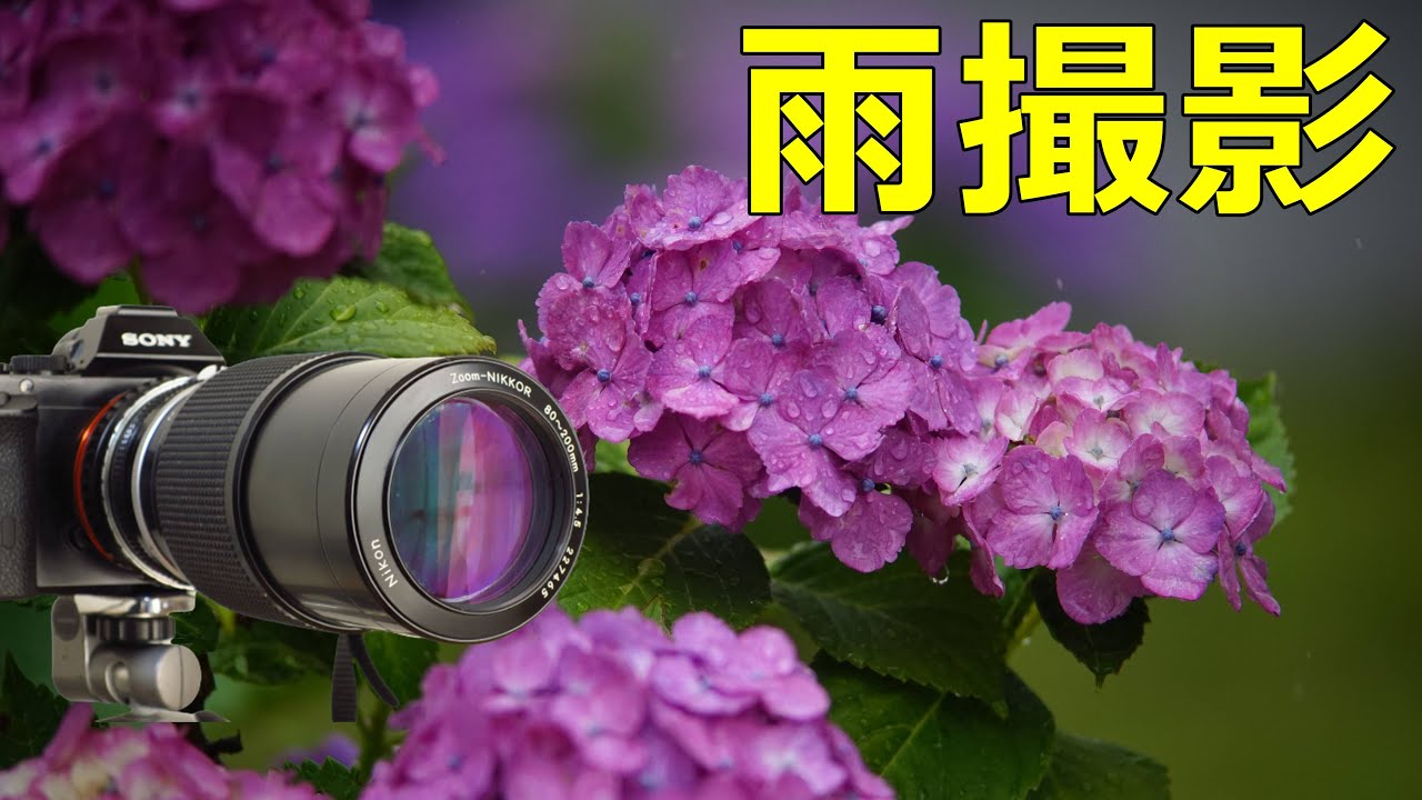 【作例編】330円NIKON(非Ai)New Zoom Nikkor 80-200mm F4.5 電車・紫陽花 雨撮影