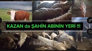 Ankara Kazanda Şahin Abinin Çiftliği | 2024 Kurbanlık Fiyatları