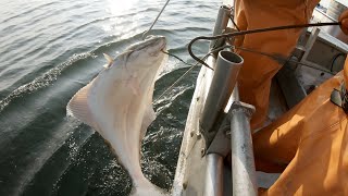 Hauling Halibut Longline Sets - Small Boat Fishing in Alaska