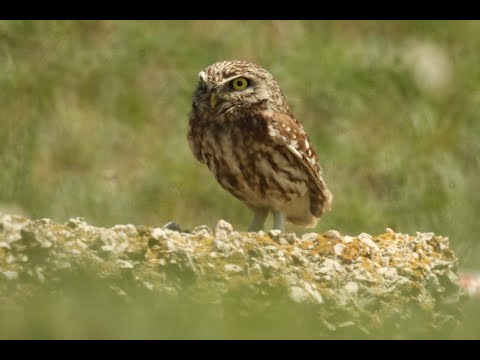 little owl - athene noctua indigena - ჭოტი