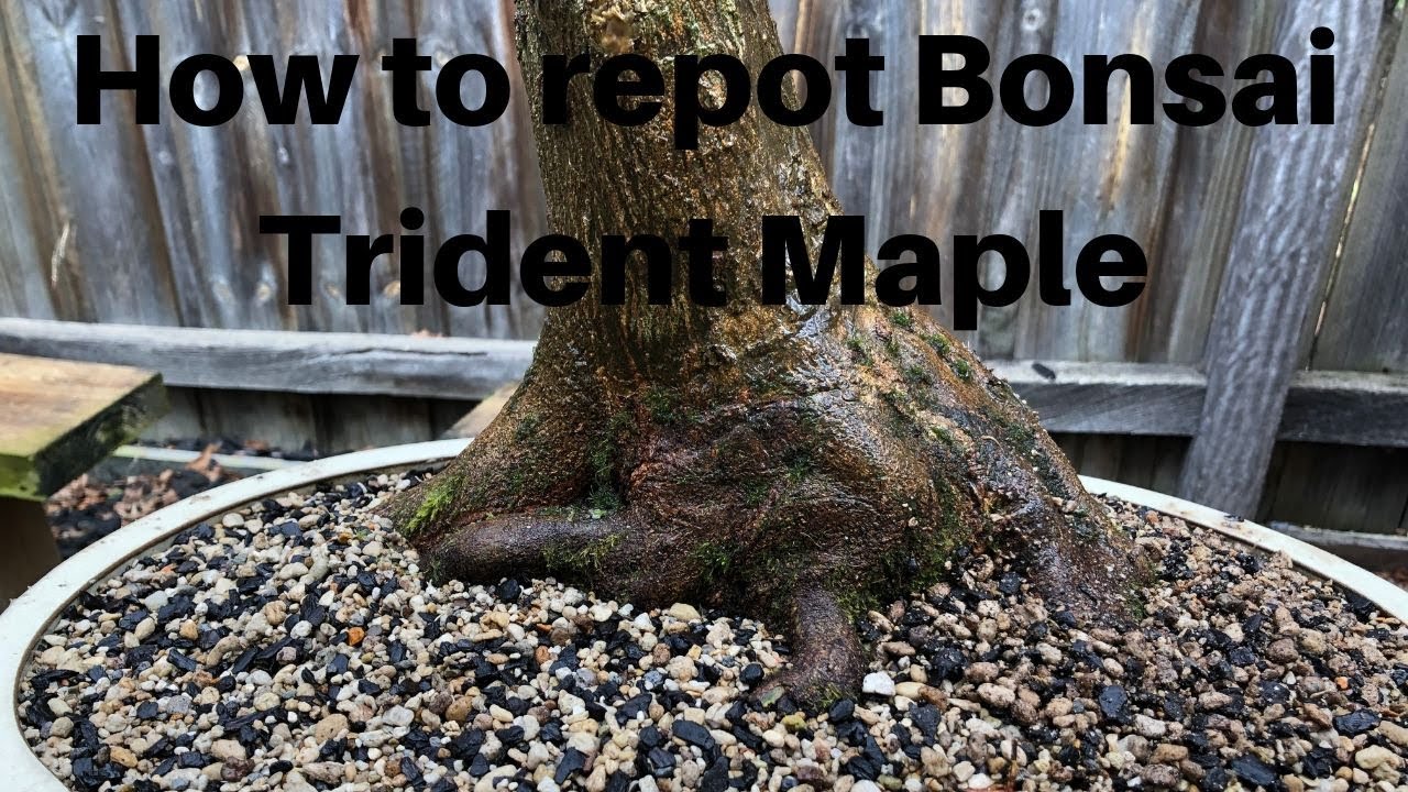 How to cut bonsai roots repotting a large Trident Maple YouTube