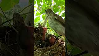 Let's eat baby - Yellow vented bulbul
