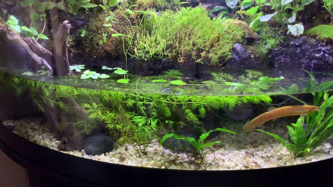 54 gal paludarium, 6 month update
