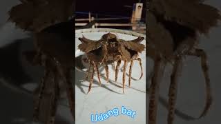 Download Lagu Udang batu MP3 Download Lagu Udang batu MP3