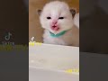  viral cat cute lovepets amazing funny animalcat dog petlovers pets