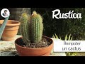 Russir le rempotage des cactus