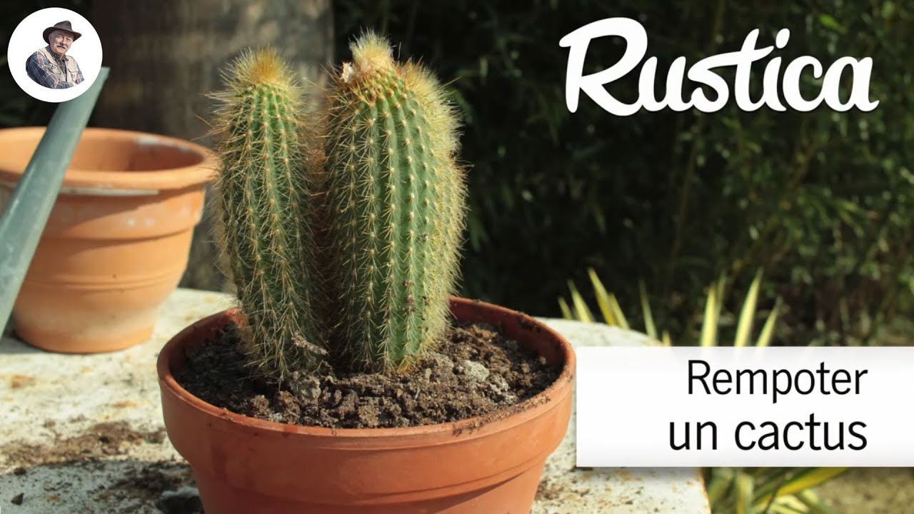 Russir le rempotage des cactus