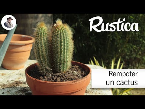 Vidéo: Faut-il arroser les cactus après le rempotage ?