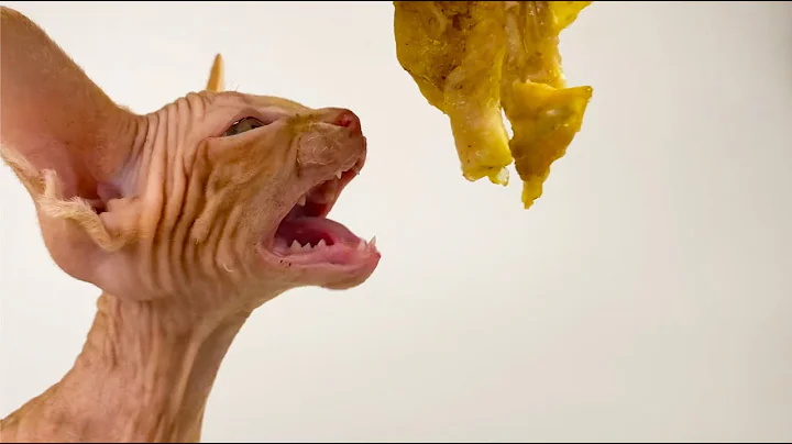 Watch the video about Oggi Sphynx eats and says "how delicious meow"