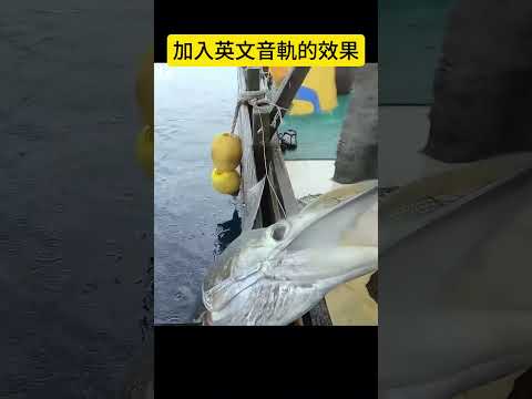 轉為英文音頻的短片 #捕魚