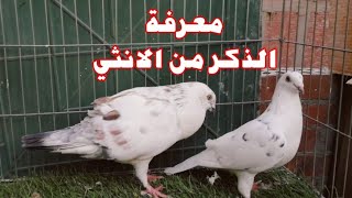 طريقه معرفه الذكر من الانثي في الحمام How to know the pigeon male or female