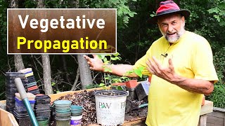 Plant Propagation with a Focus on Cuttings