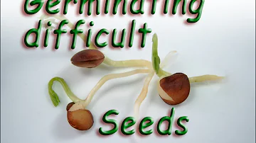Jak klíčit tvrdohlavá semena?