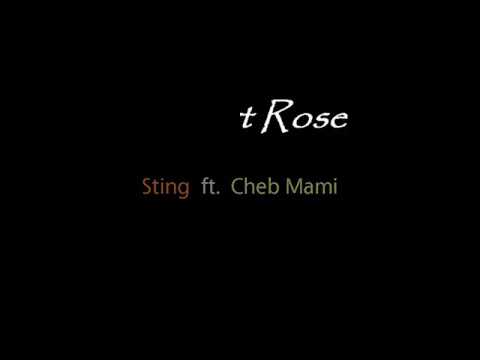 Sting feat  Cheb Mami   -    Desert Rose Lyrics