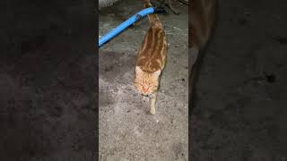 Kar Geldi Mestan Ahıra Kaçmış