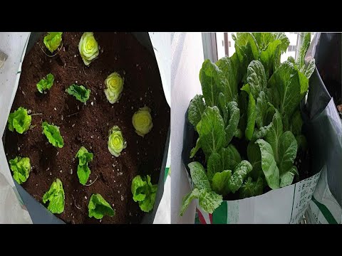 대박!! 집에서 배추꽁다리 무농약으로 쑥쑥 키우기, 집밥 만들기｜Raising cabbage edge with pesticide-free
