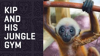 A Baby GIBBON and his Jungle Gym