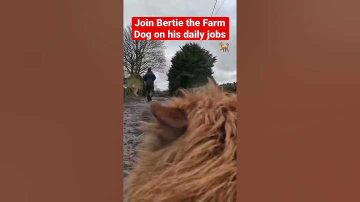 Bertie the Farm Dog takes you on a day in his life...