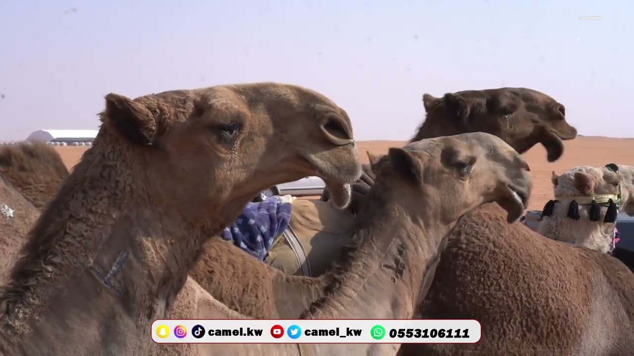 نخبة سمارات مسيرة النخبة منقية حامد بن سعود بن سمار العتيبي