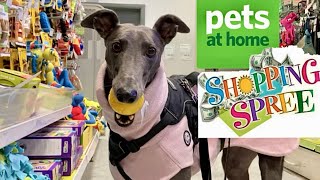 GREYHOUND shopping spree. Try before you buy! 🤣