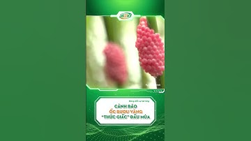 CẢNH BÁO ỐC BƯƠU VÀNG “THỨC GIẤC” ĐẦU MÙA #congnghexanh #huuco #congnghesinhhoc #ocbuouvang #lua