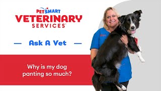 Dog Panting Causes, Signs, And What To Do From A Petsmart Vet