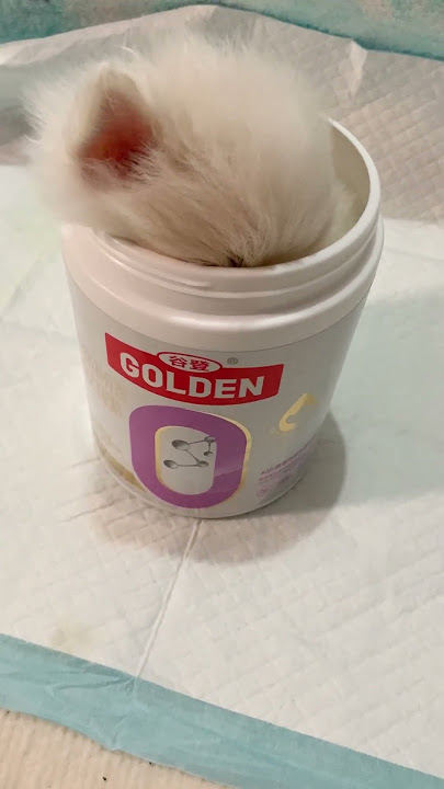 naughty Pomeranian puppy baby is tired from playing and falls asleep hiding in the bottle