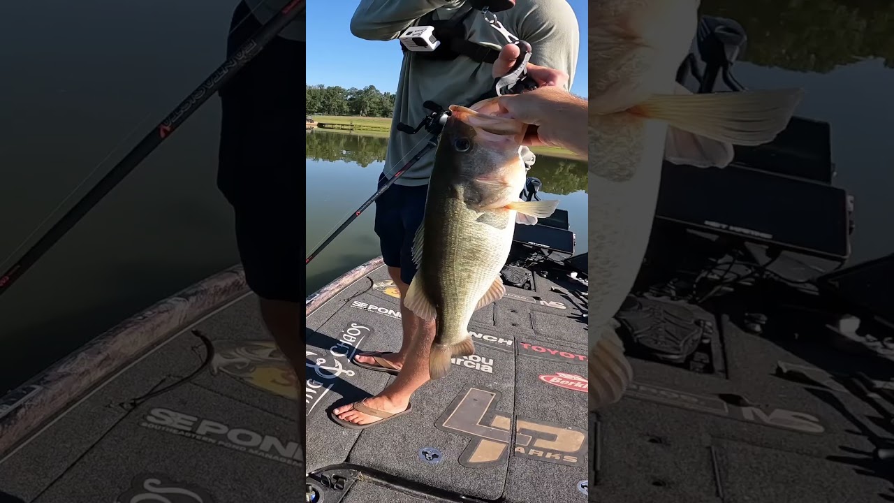 Эпический улов окуня! Воблер сорвал куш!