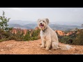 Las Médulas con perro