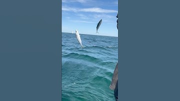 Câu Cá Nục ở Úc : dính hai con cùng lúc| Mackerel Fishing Australia #fishing #mackerel #cauca