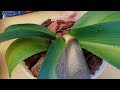 Trasplante Orquídea Phalaenopsis plantada en tierra