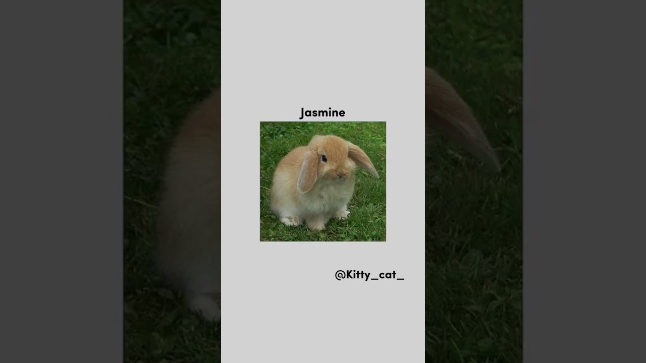 Some cute bunny names🐇🐰