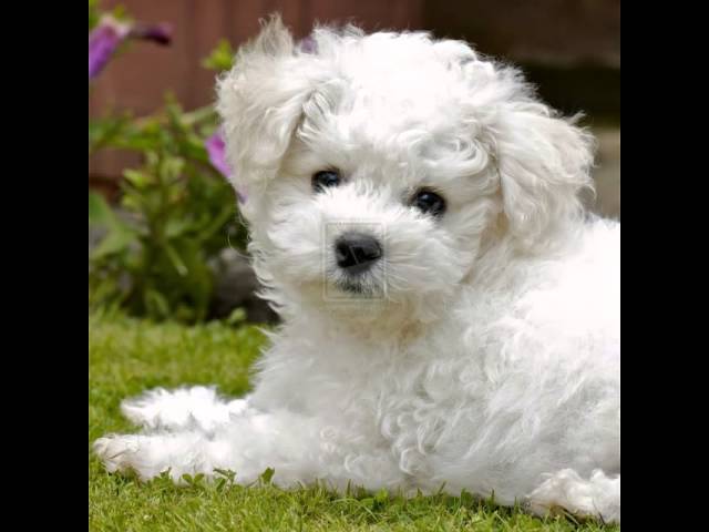 Bebe Bichon Frise Trop Mignon Youtube Bebe Bichon Frise Trop Mignon Youtube
